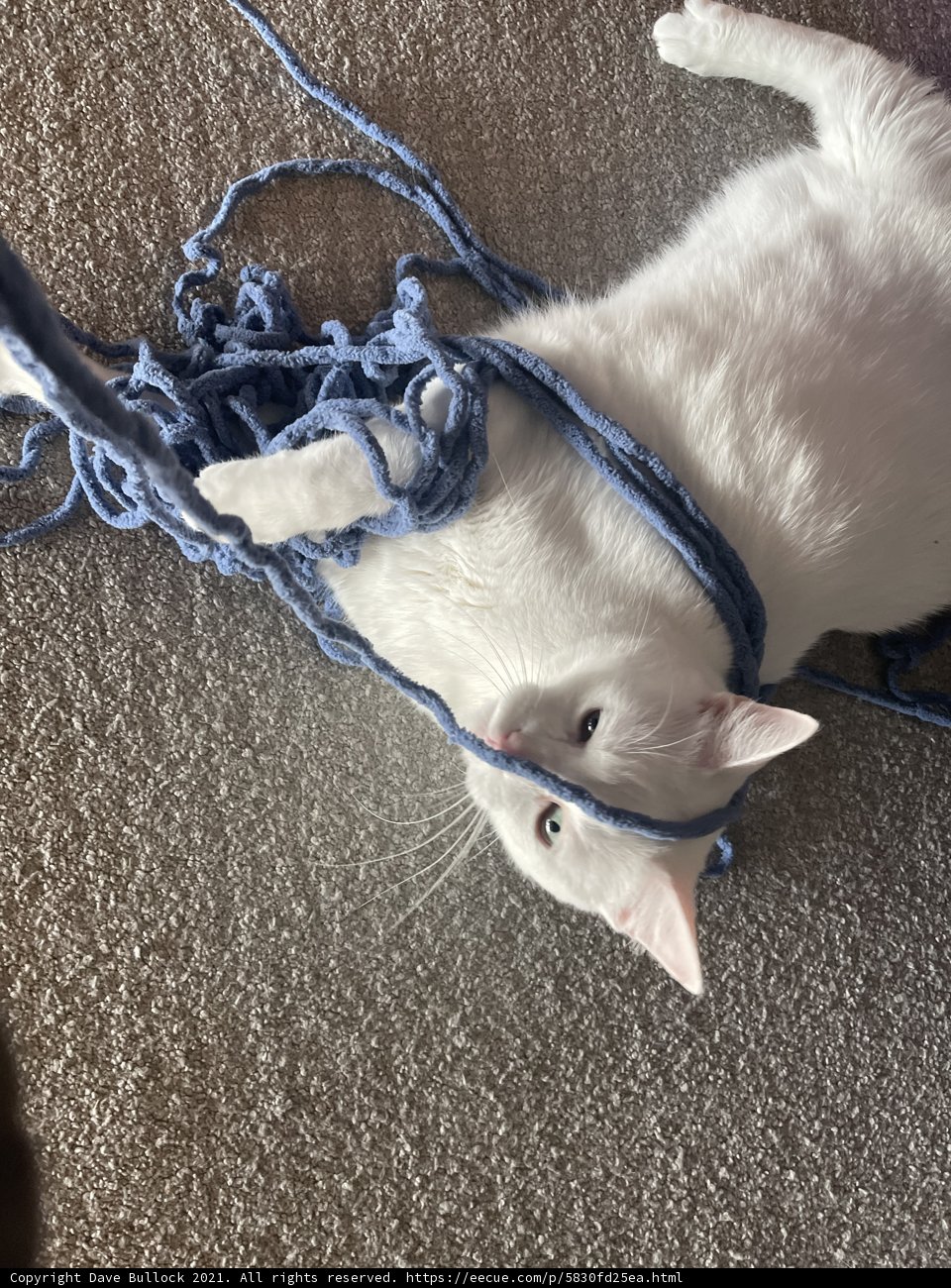 Feline Fun with Yarn