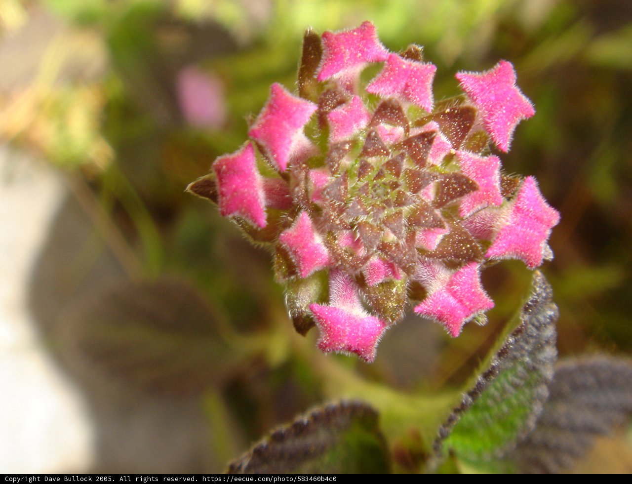 Pink Snapdragon in Full Bloom