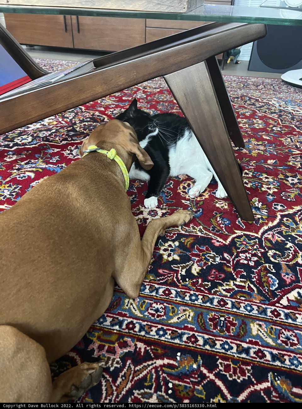 Furry Friends at Home