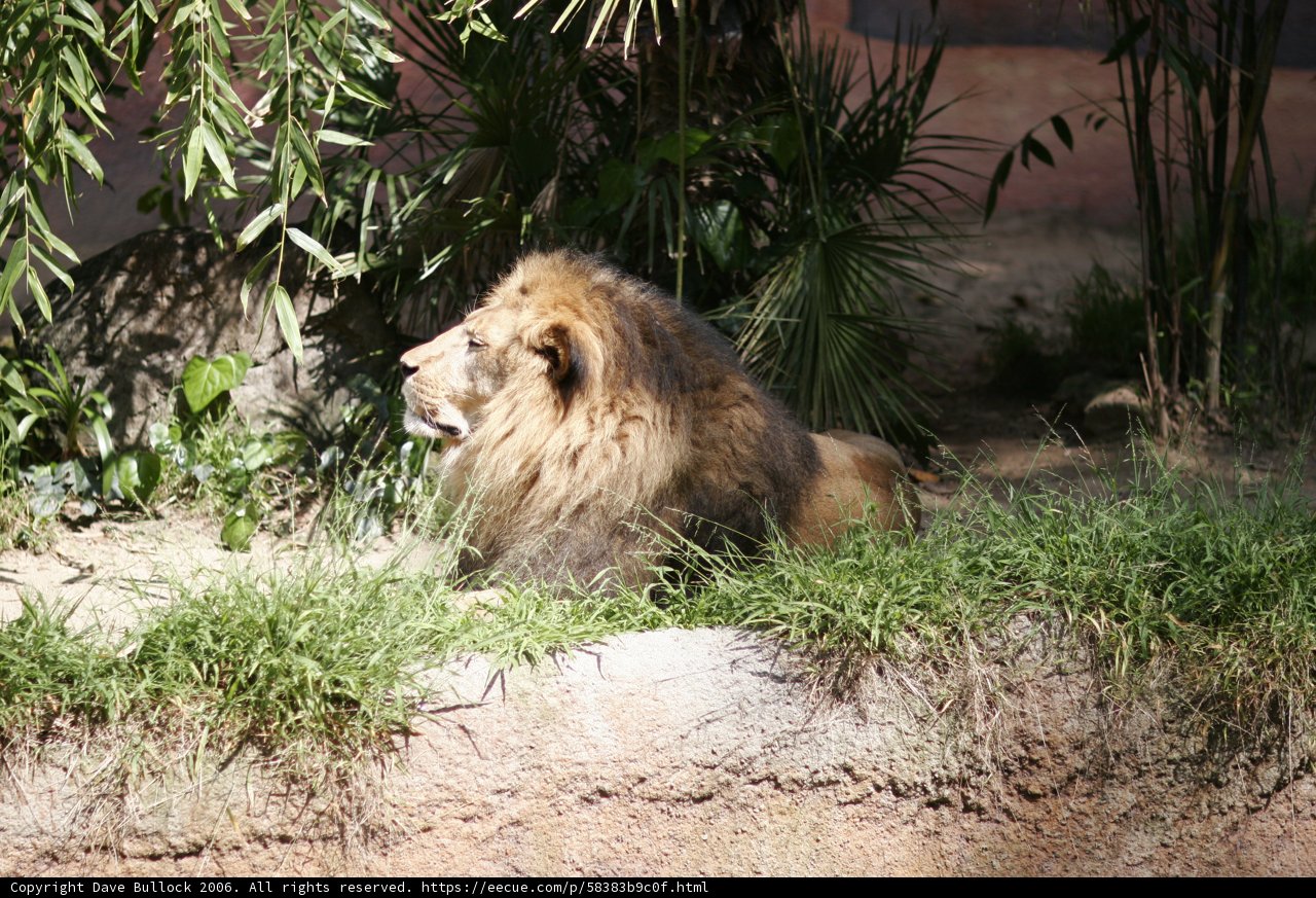 The Majestic Lion in Nature