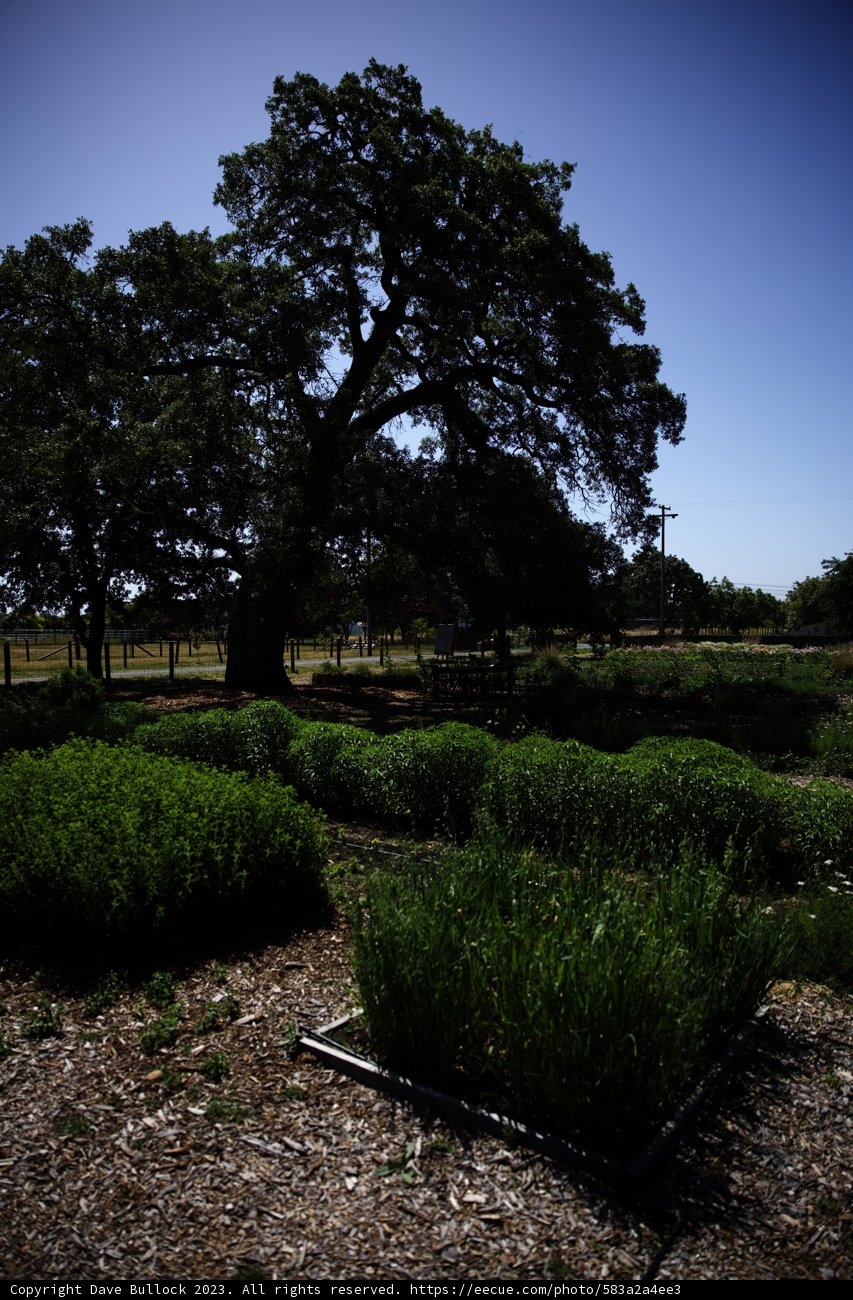 The Majestic Oak: A Symbol of Regenerative Agriculture