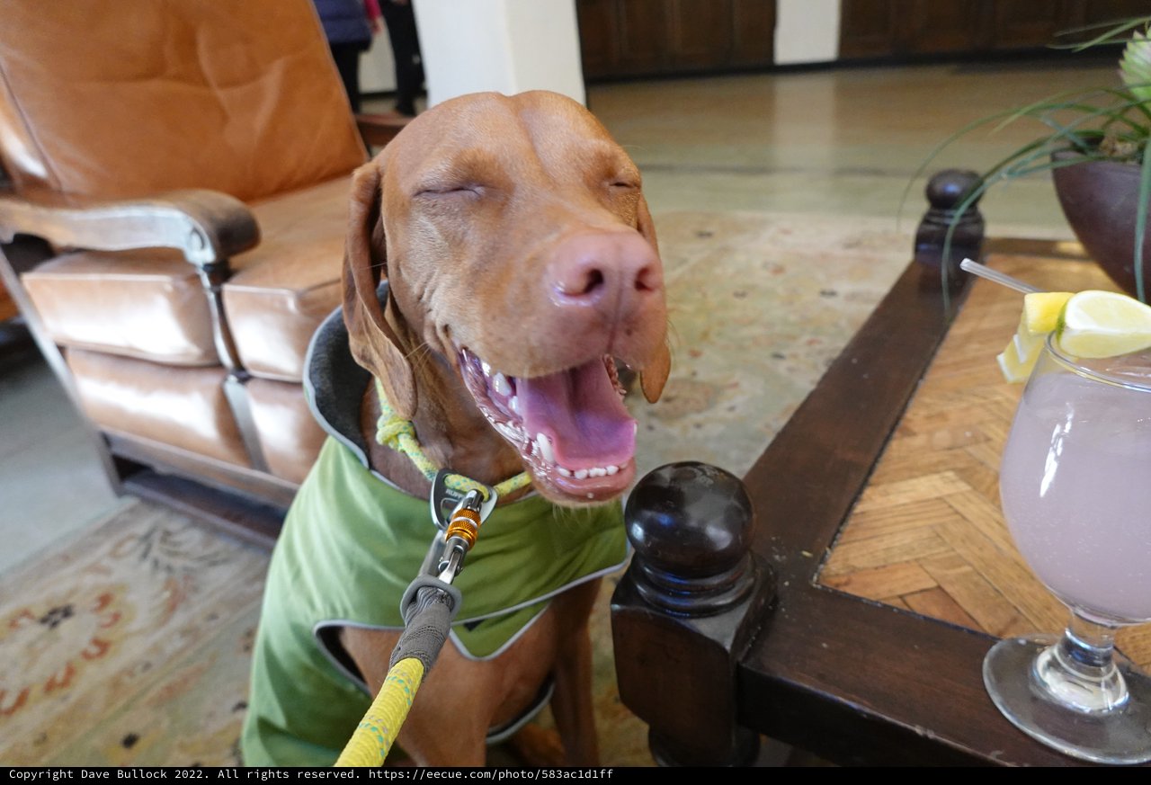 Happy Dog in Green Vest Smiling Indoors