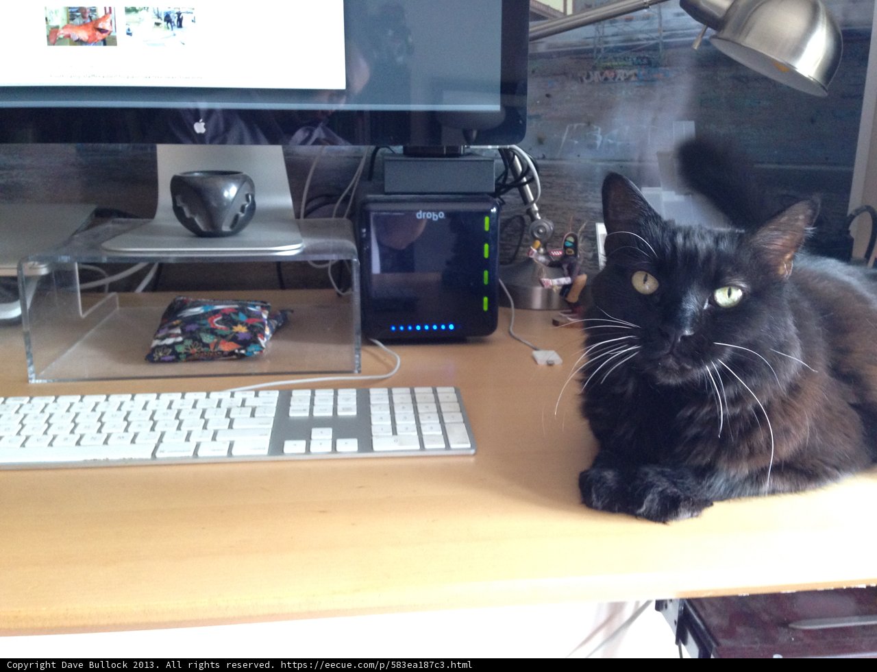 Tech-Savvy Feline