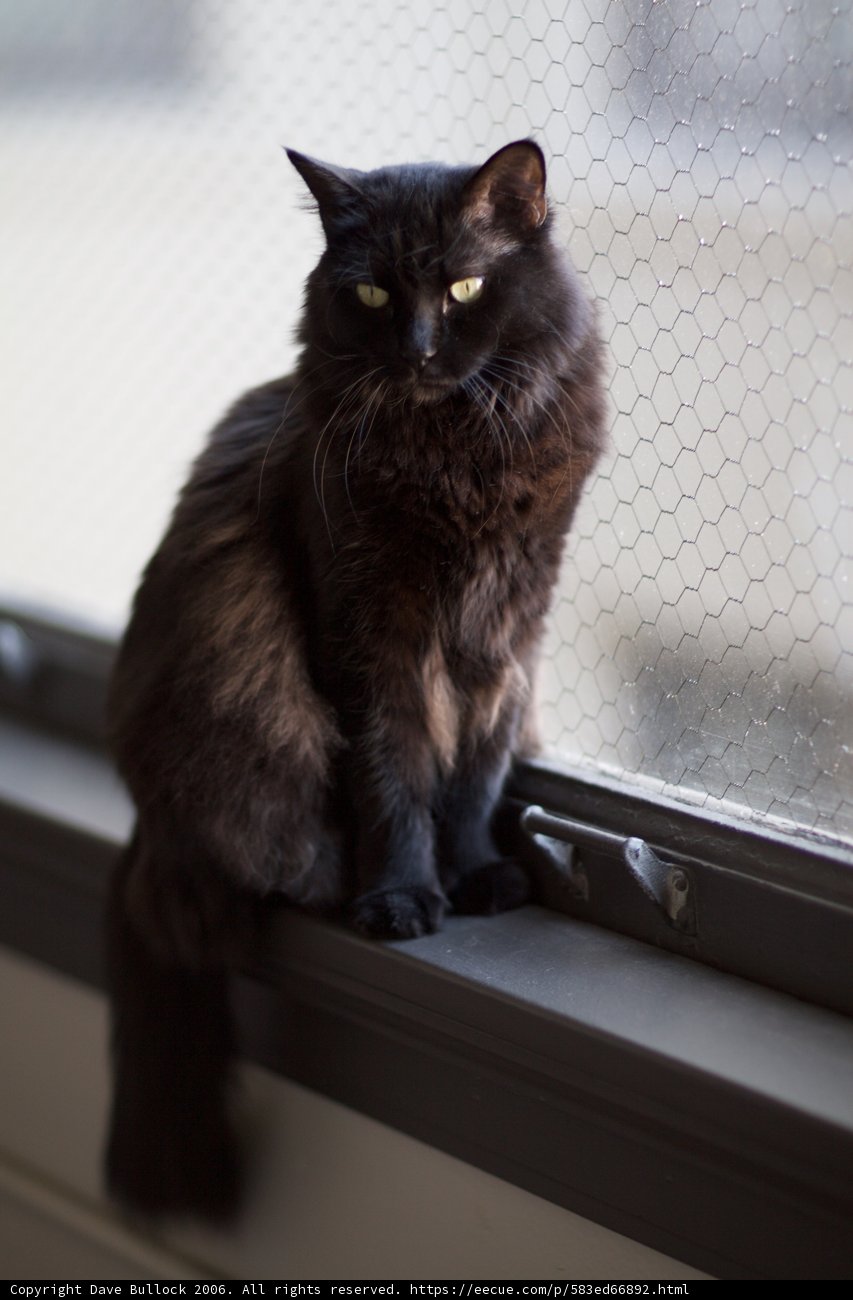 The Watchful Black Cat