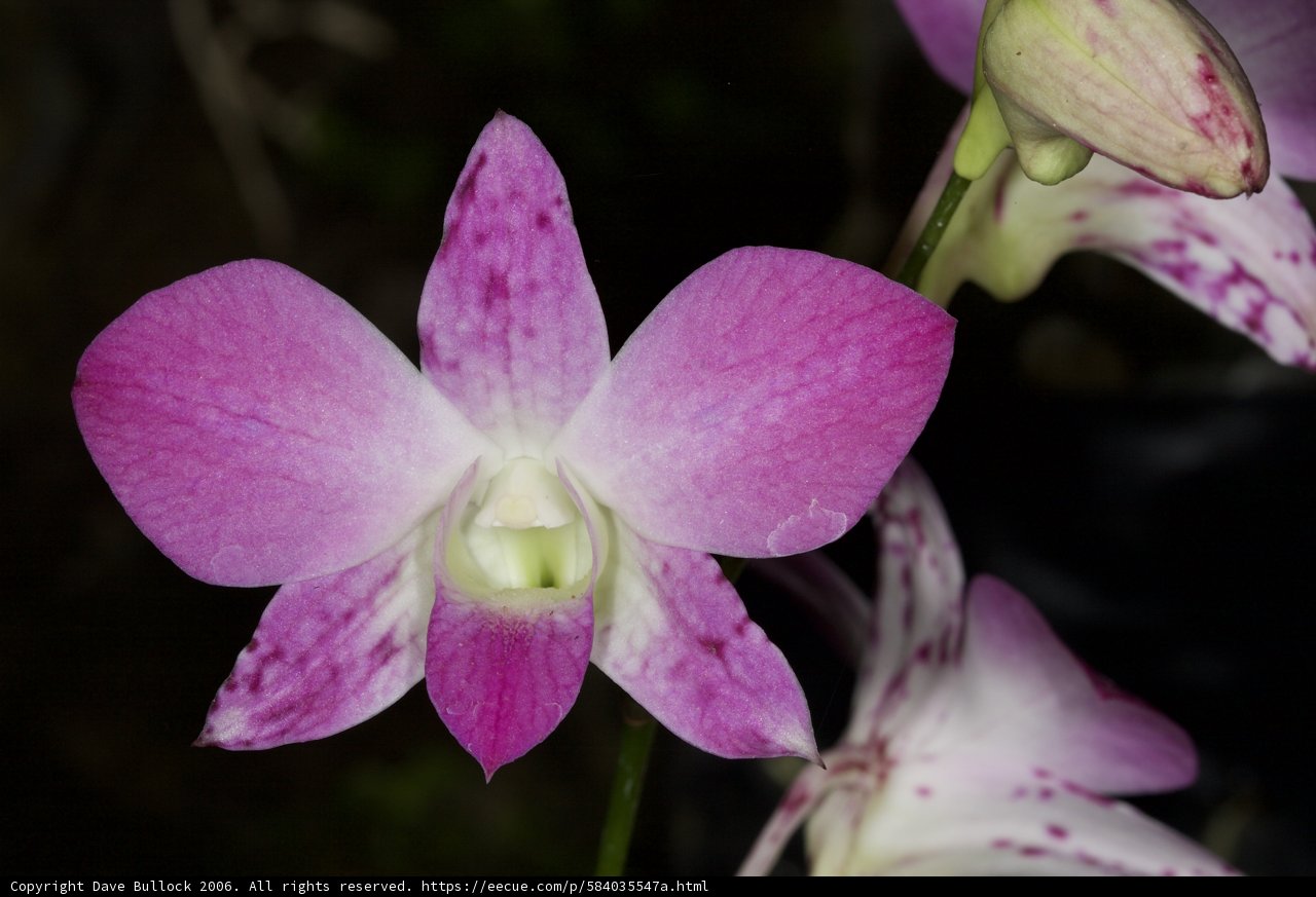 Spotted Purple Orchid