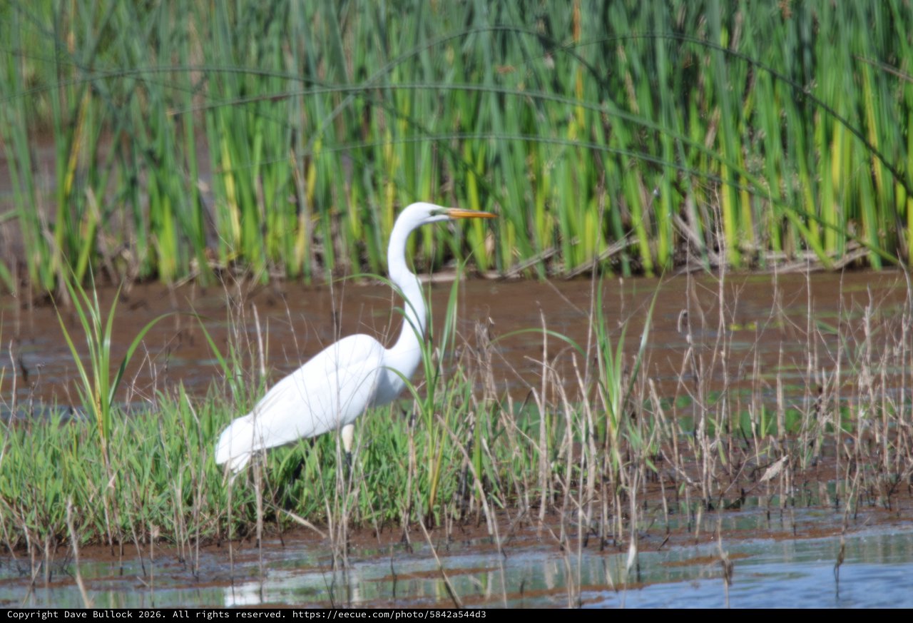 Great Egret Wading in Yolo Bypass Wetlands