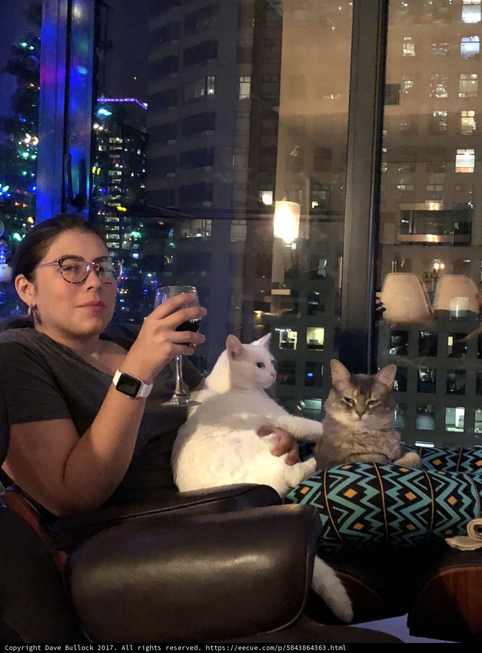 Cozy Evening with Feline Friends