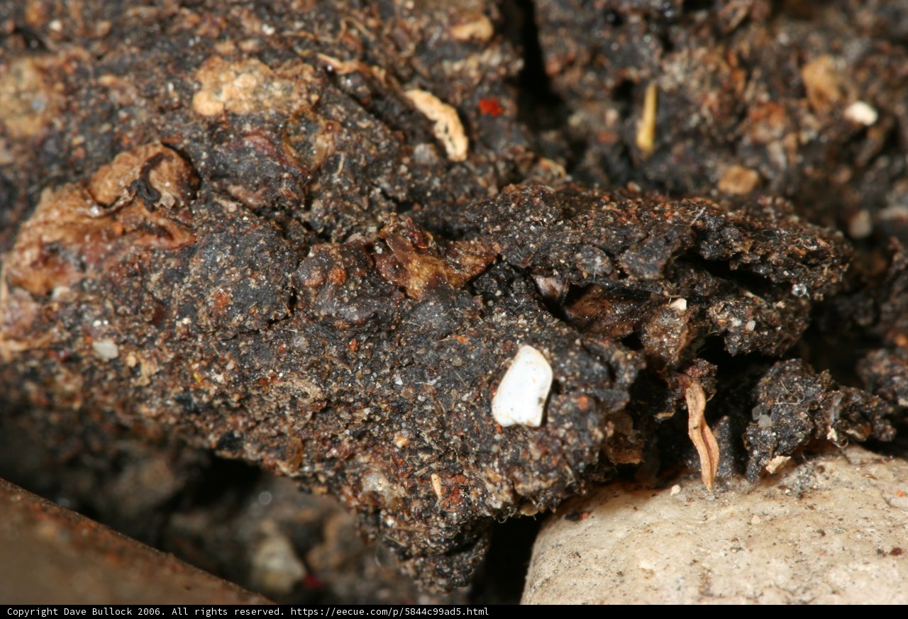 The Mystifying Pile of Soil with White Substance