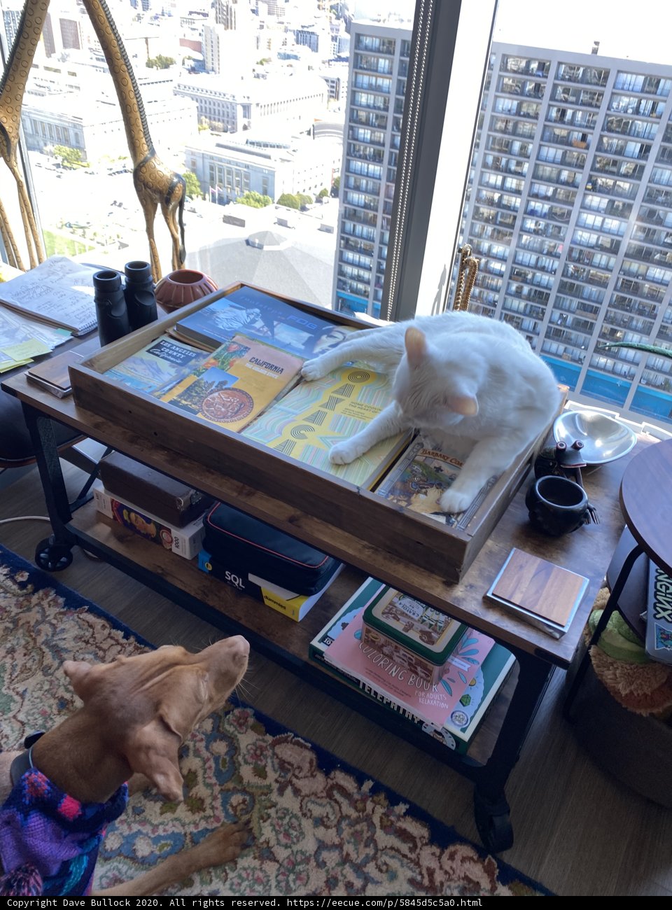 Furry Friends on the Coffee Table