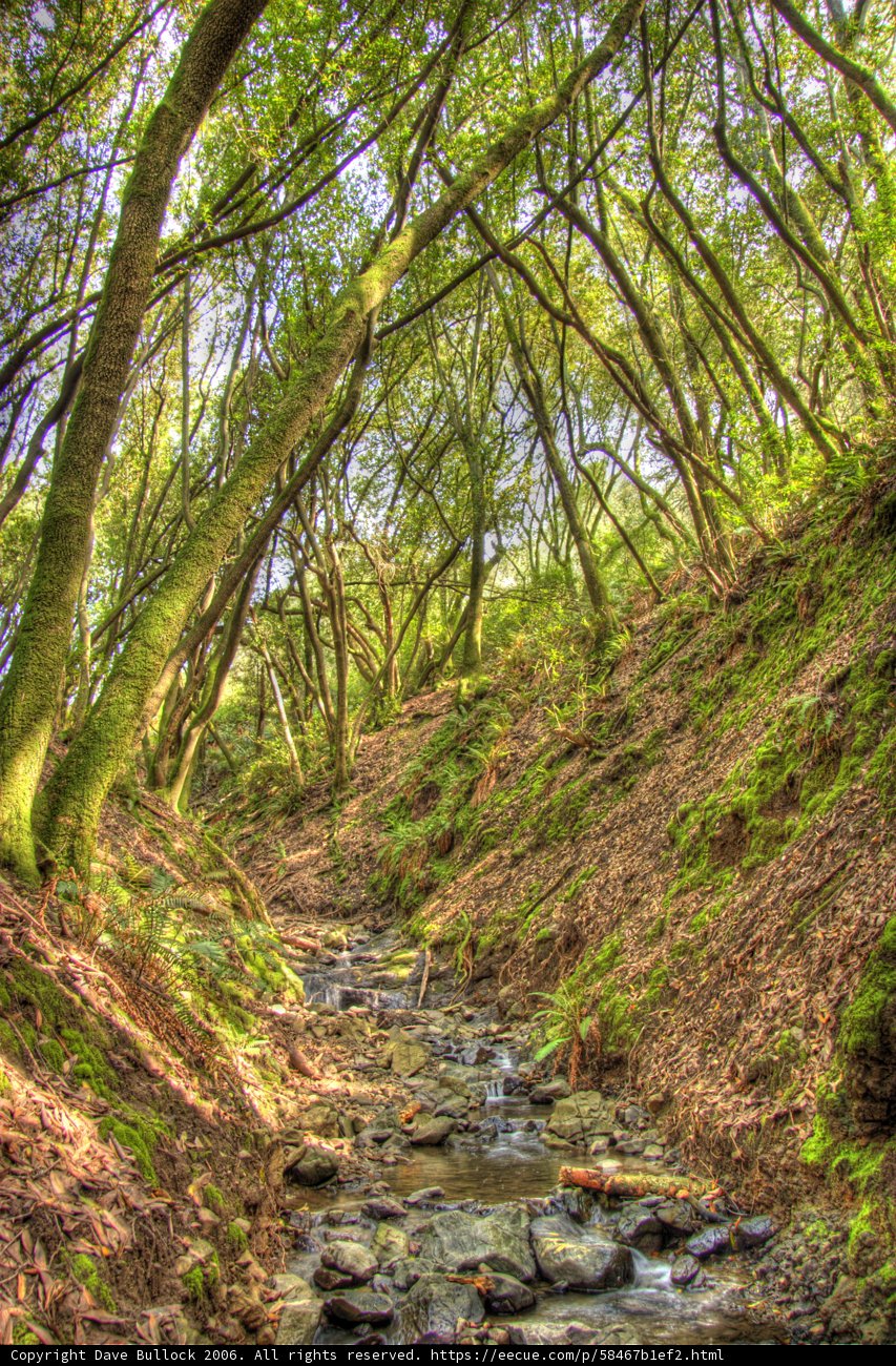Serene Creek Flowing Through Lush Forest