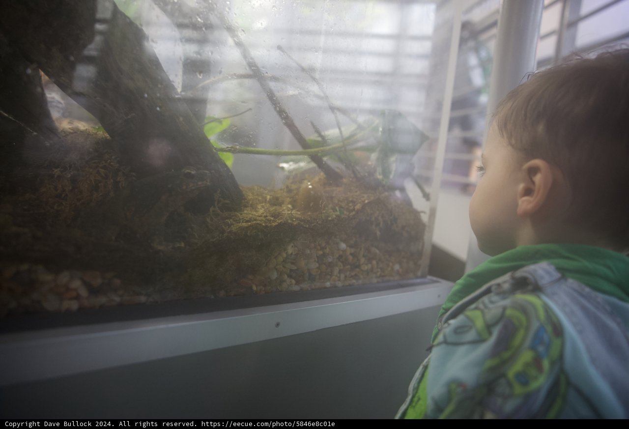 Captivated by Nature: A Day at the California Academy of Sciences Rainforest