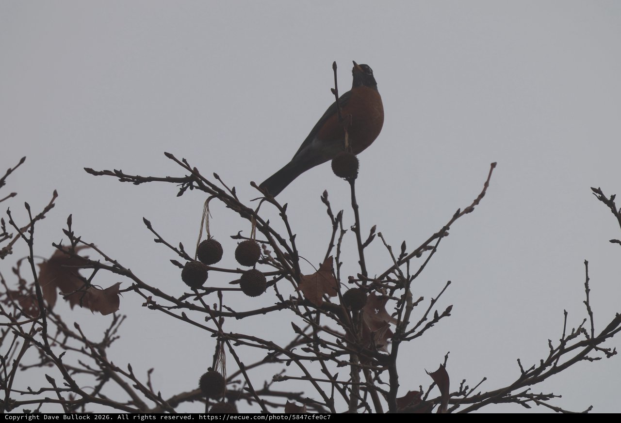 American Robin Singing at Dusk in Winter Tree