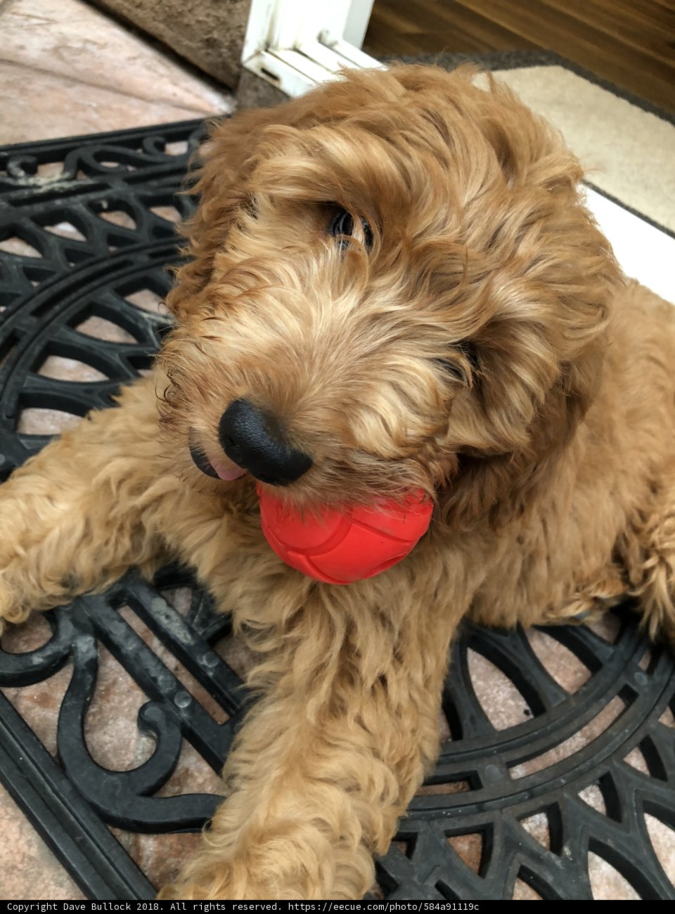 Playtime with Fido