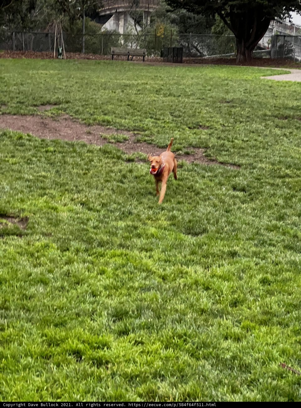 Canine Bliss on the Grassy Field