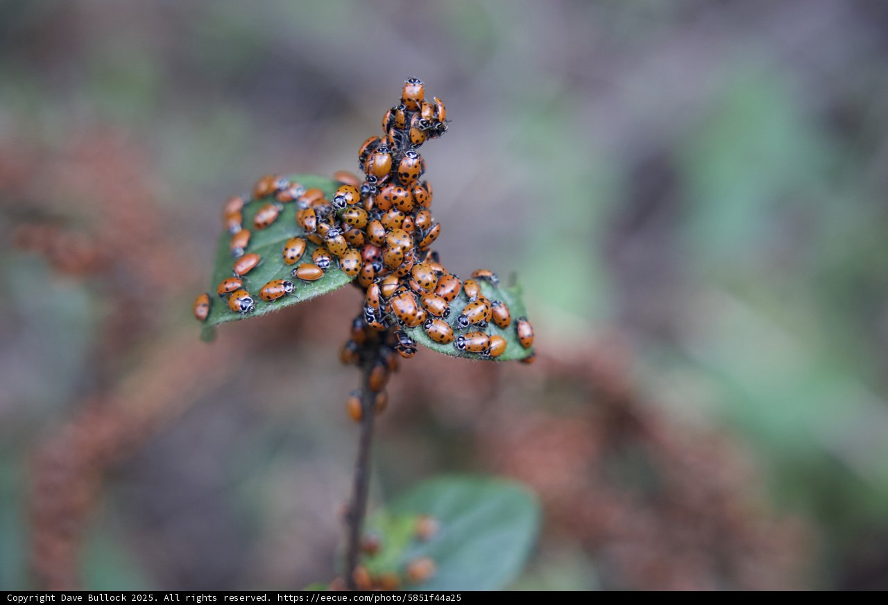 Ladybug Gathering on the Huckleberry Trail