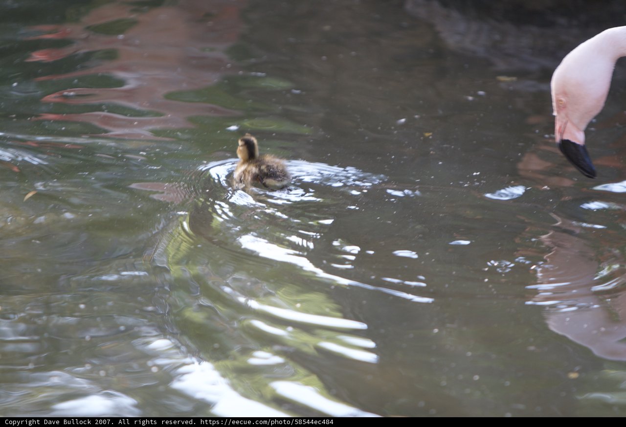 A Moment in the Pond