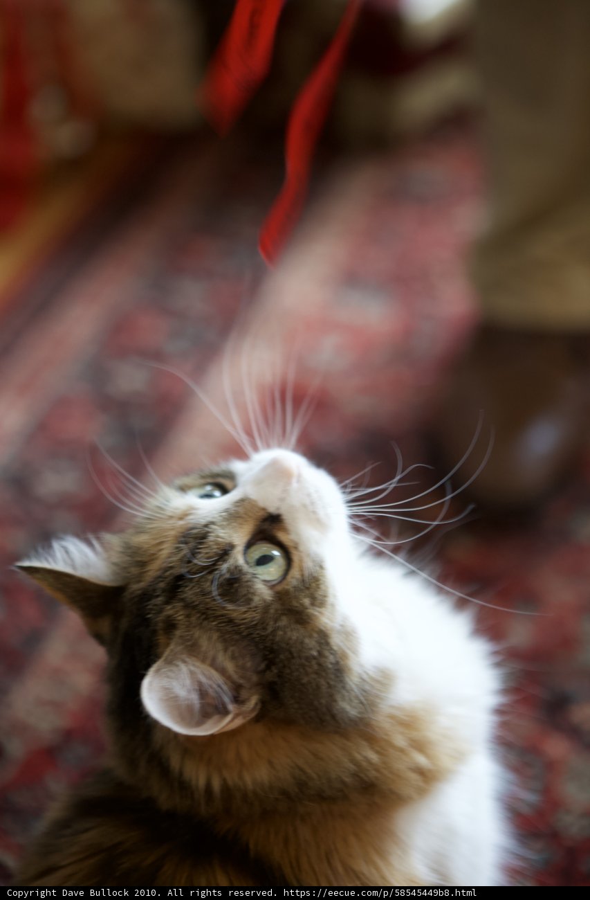 Curious Cat and the Christmas Ribbon