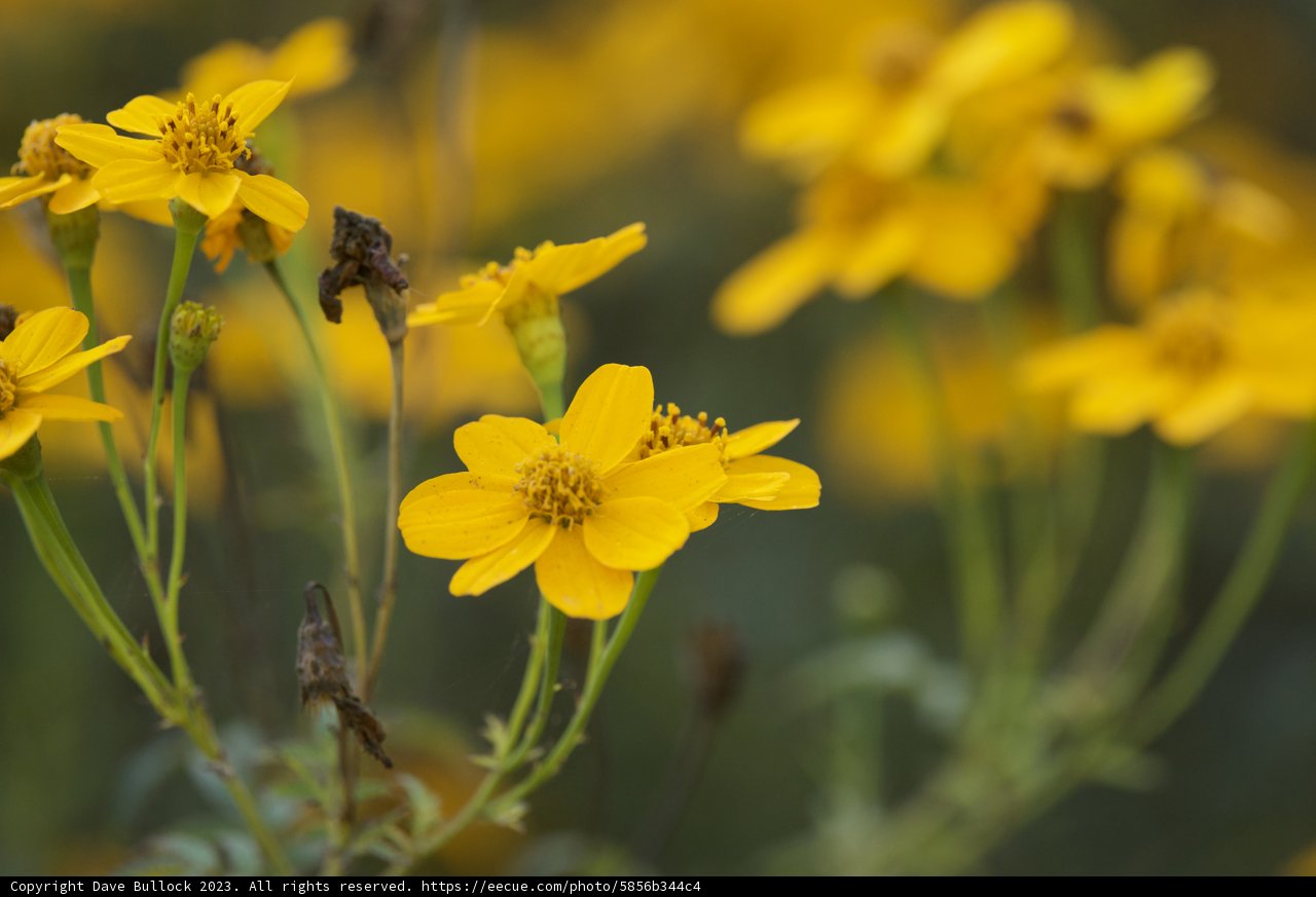 The Spectacle of Nature: Yellow Daisies and Their Little Pollinators