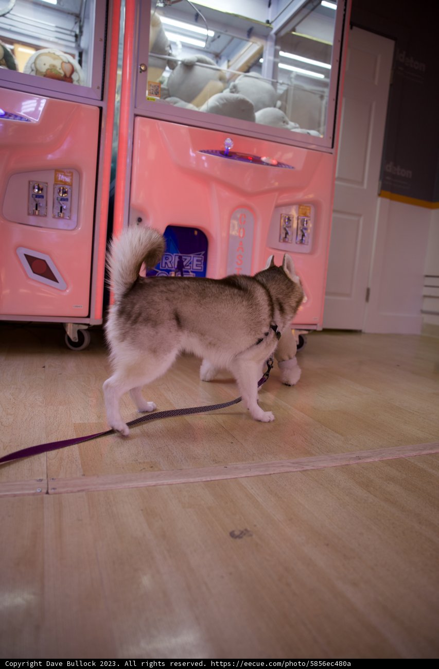 A Husky's Stroll in Japan Town, 2023