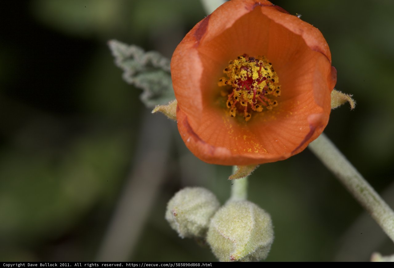 Orange Blossom Delight