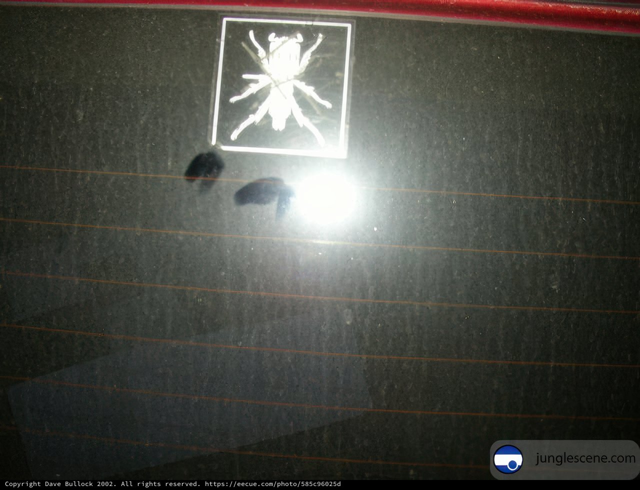 Bug on Board