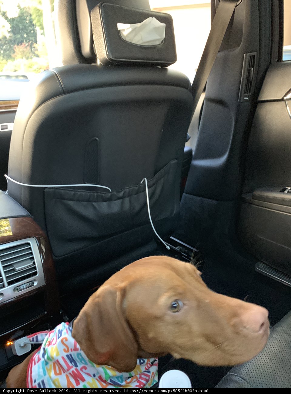 Doggy comfort in the car