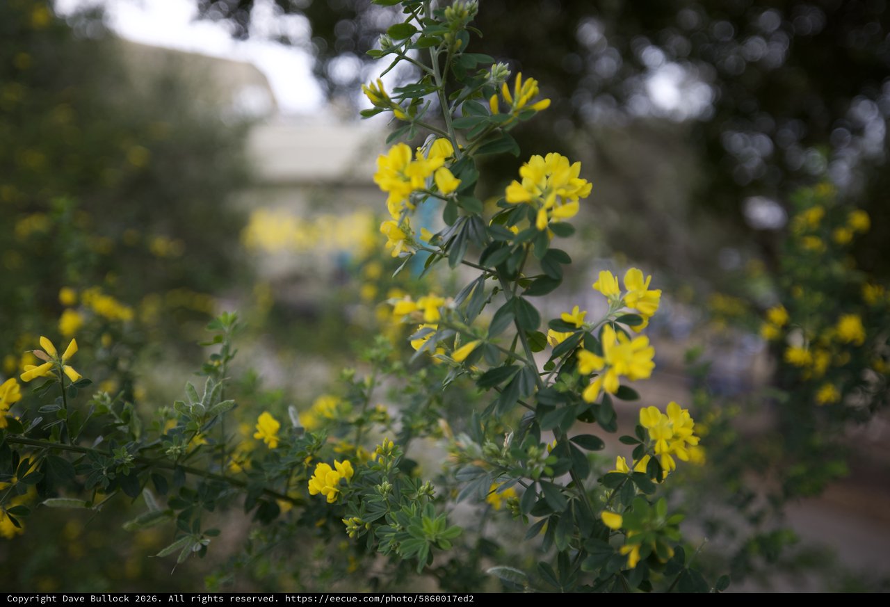Bright Yellow Crown Vetch Flowers in Garden Setting