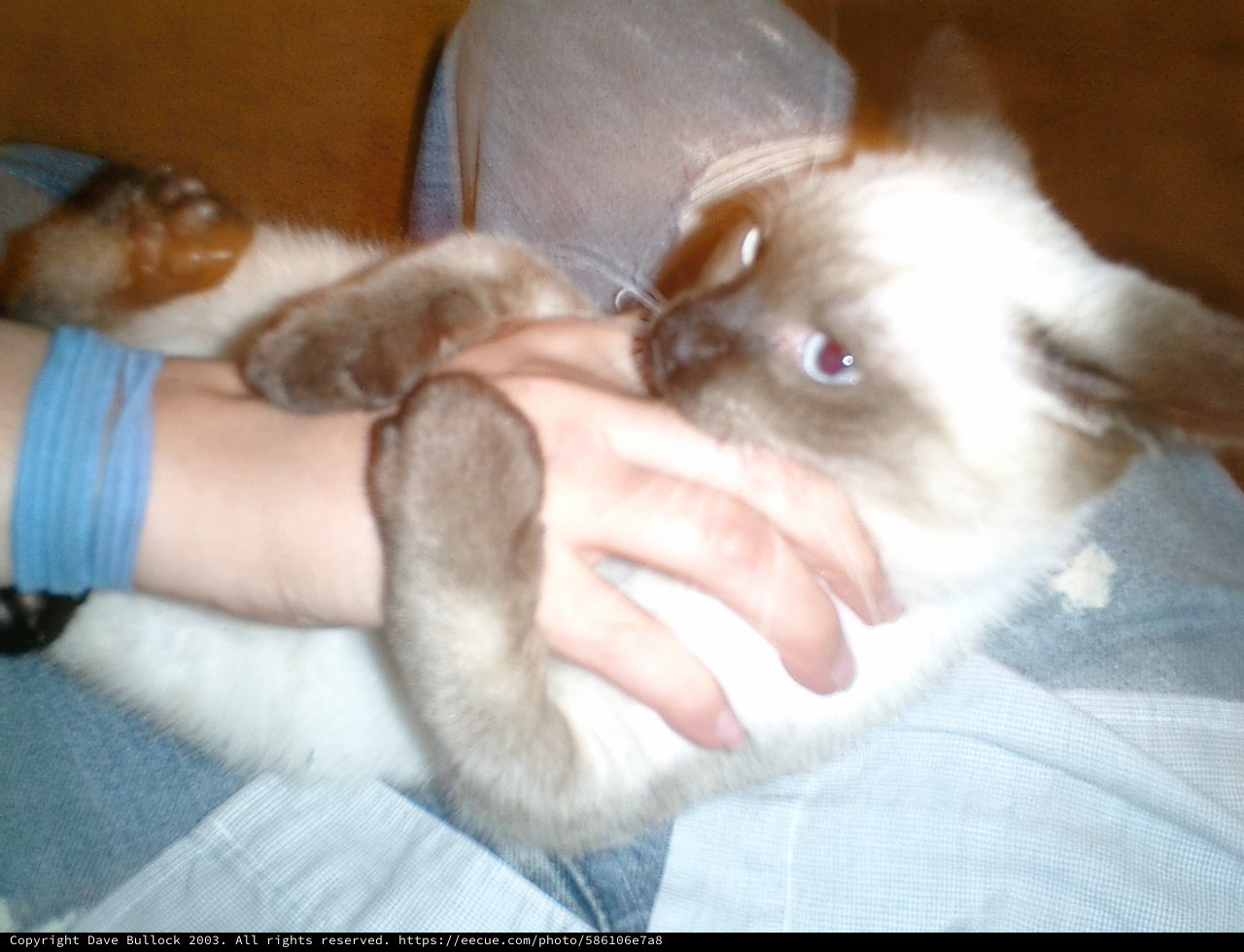 Furry Little Friend