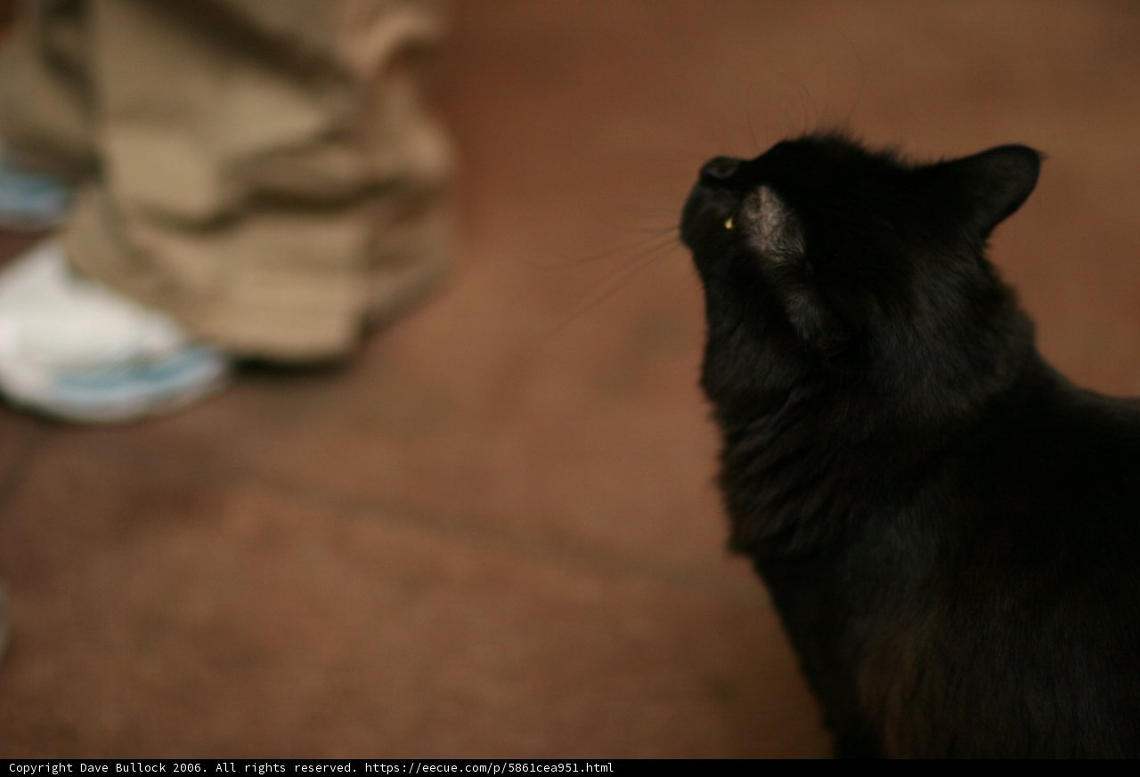 The Curious Black Cat
