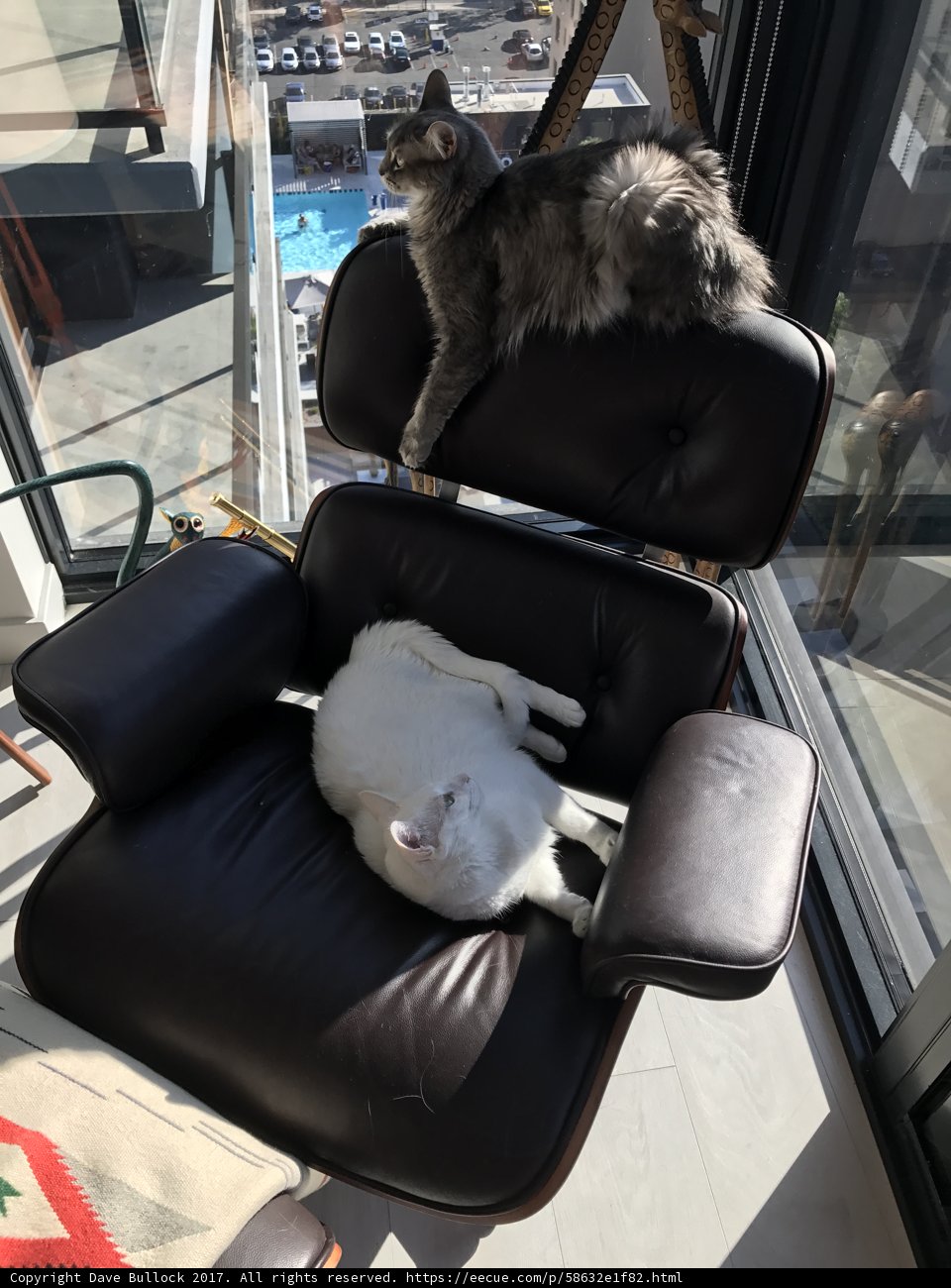 Feline Comfort
