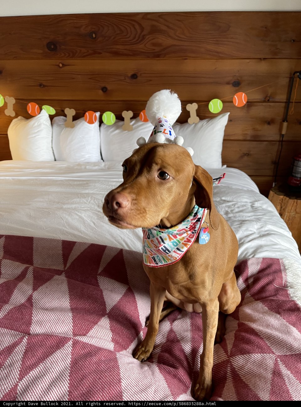 Cozy Canine