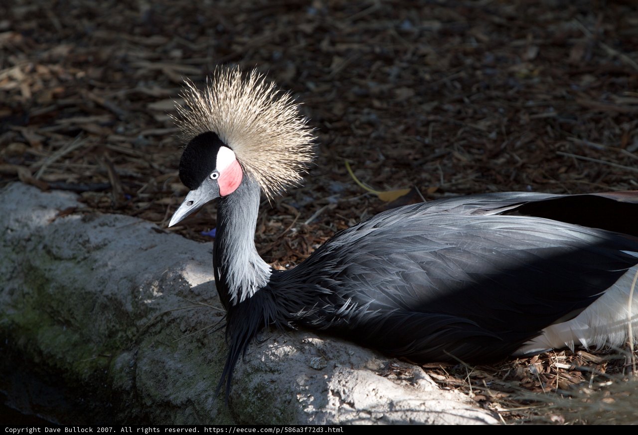 Punk Rock Crane