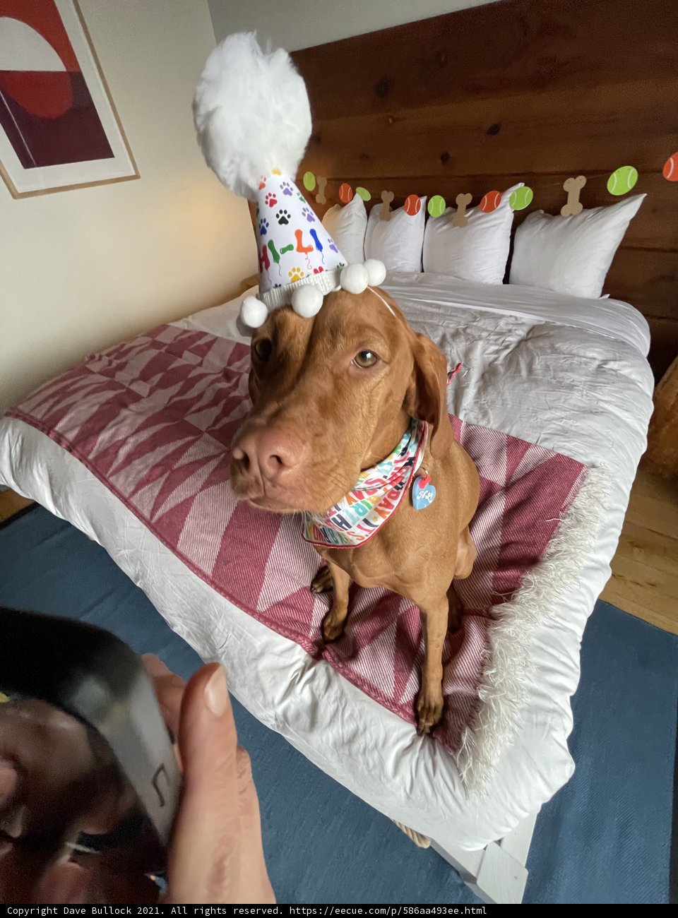 Birthday Bark on the Bed