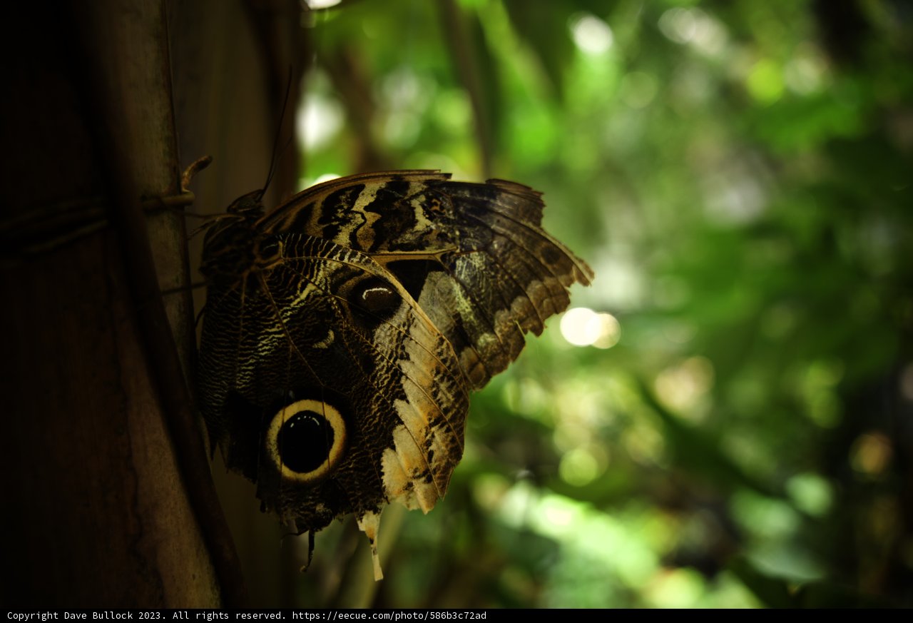 Enchanting Gaze in Flight