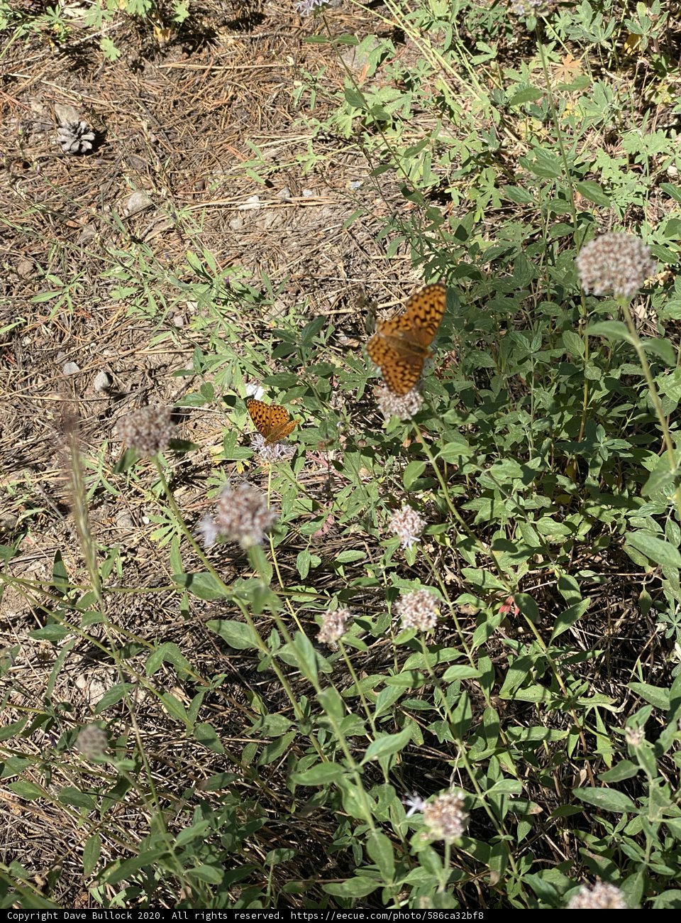 Fluttering Amongst the Herbs