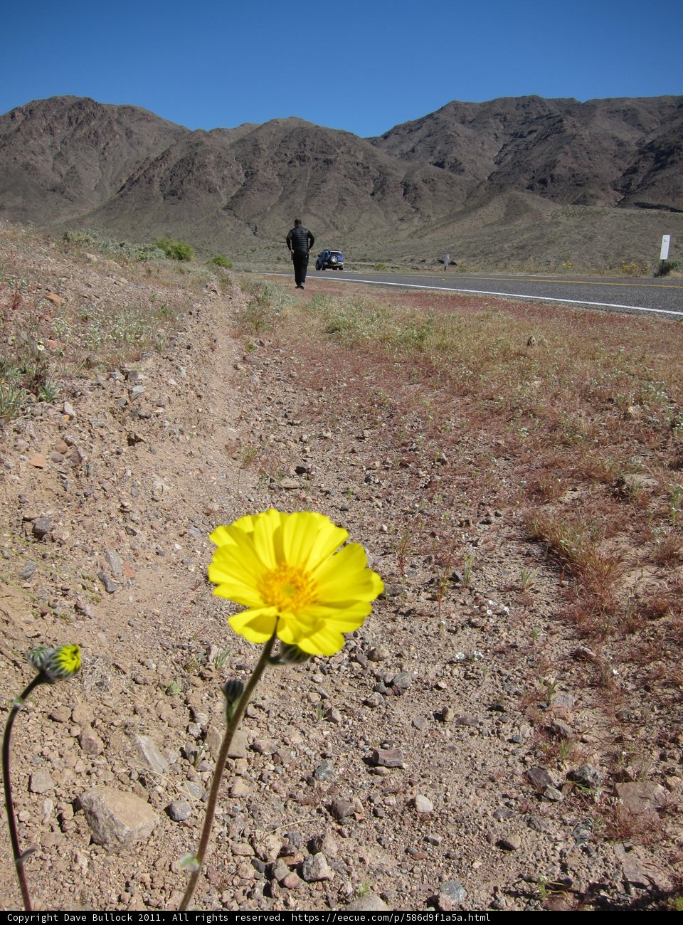 Unexpected Beauty in the Desert