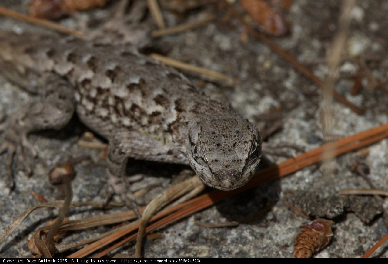 The Watchful Lizard of Palo Corona