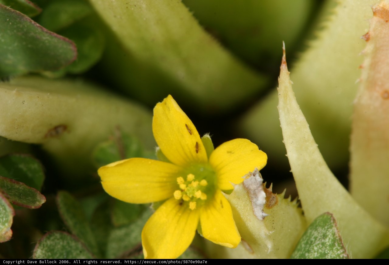 Delicate Beauty