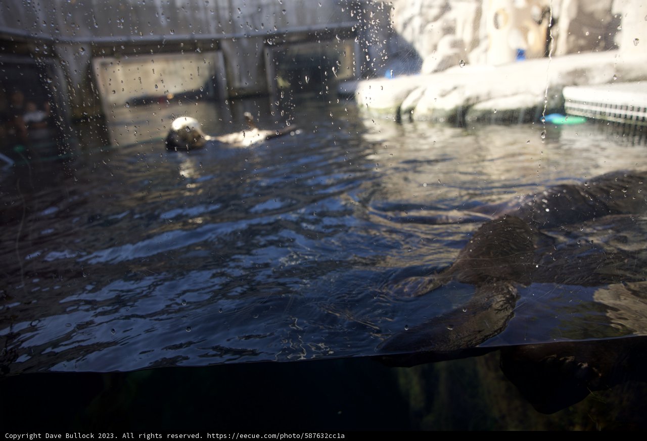 The Majestic Depths at Monterey Bay Aquarium