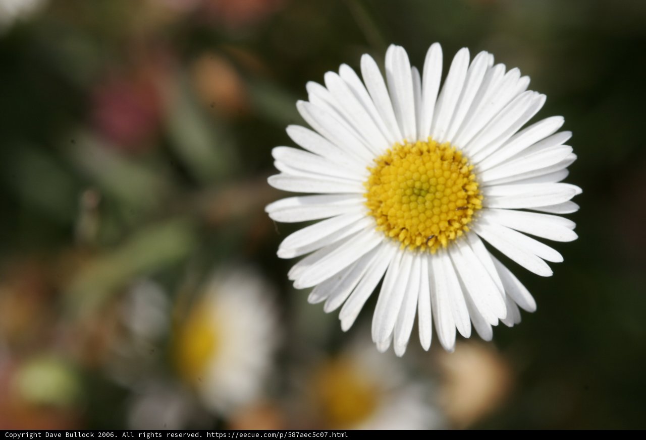 Simple Elegance