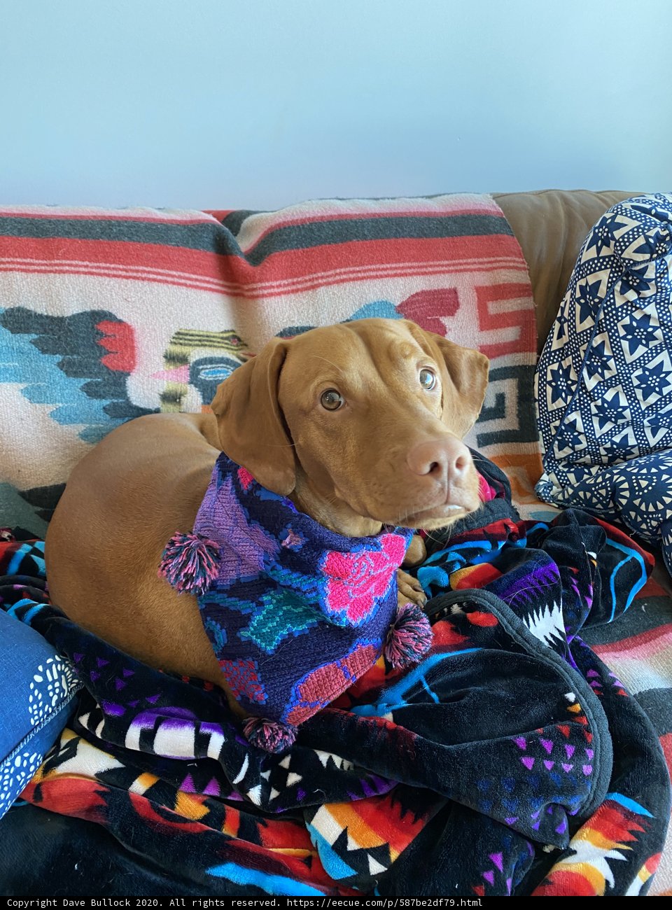 Couch Companion