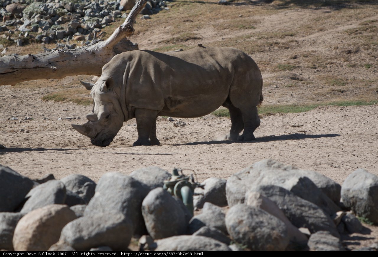 Majestic Rhino Standing Ground