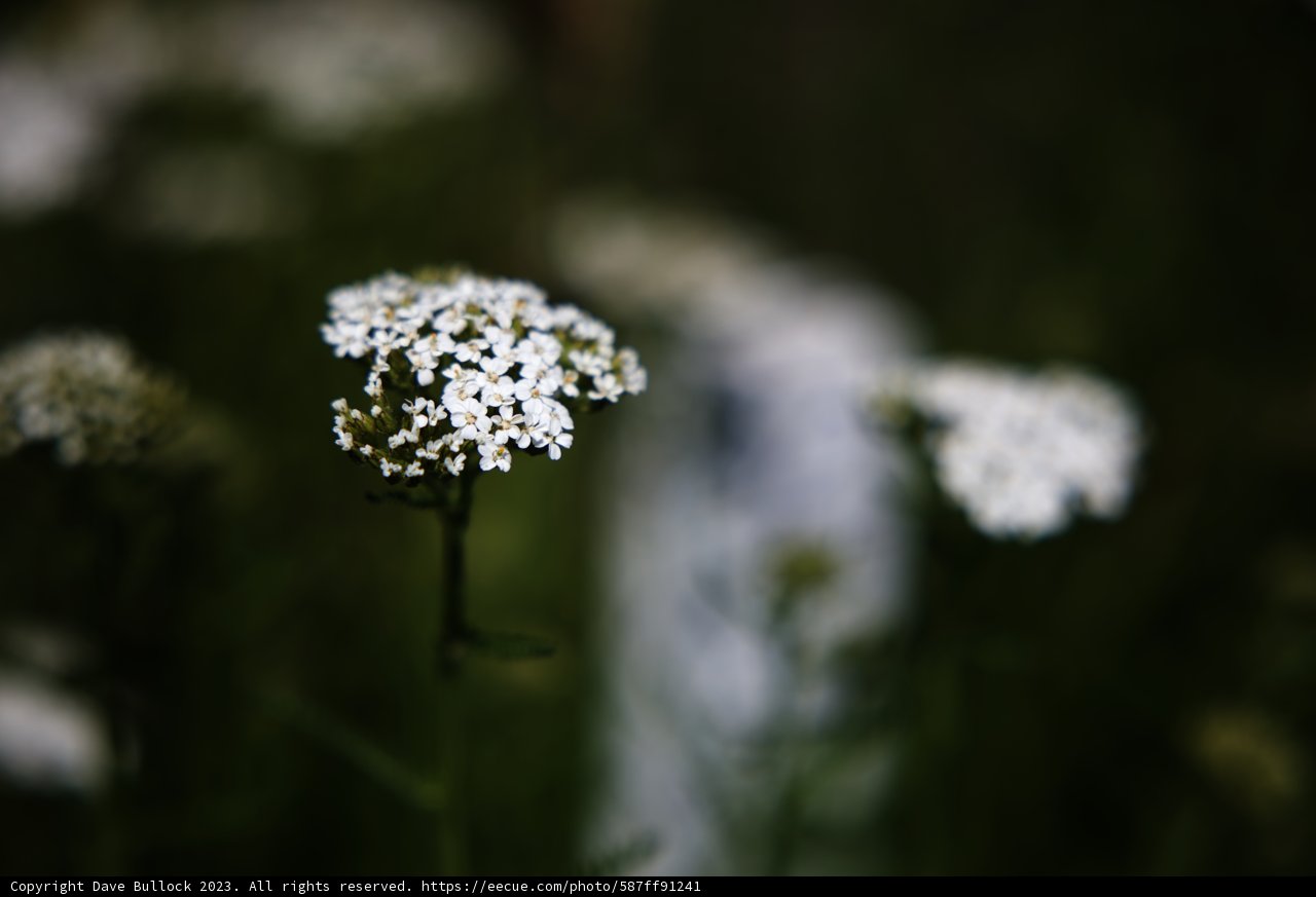 Serenity in Bloom