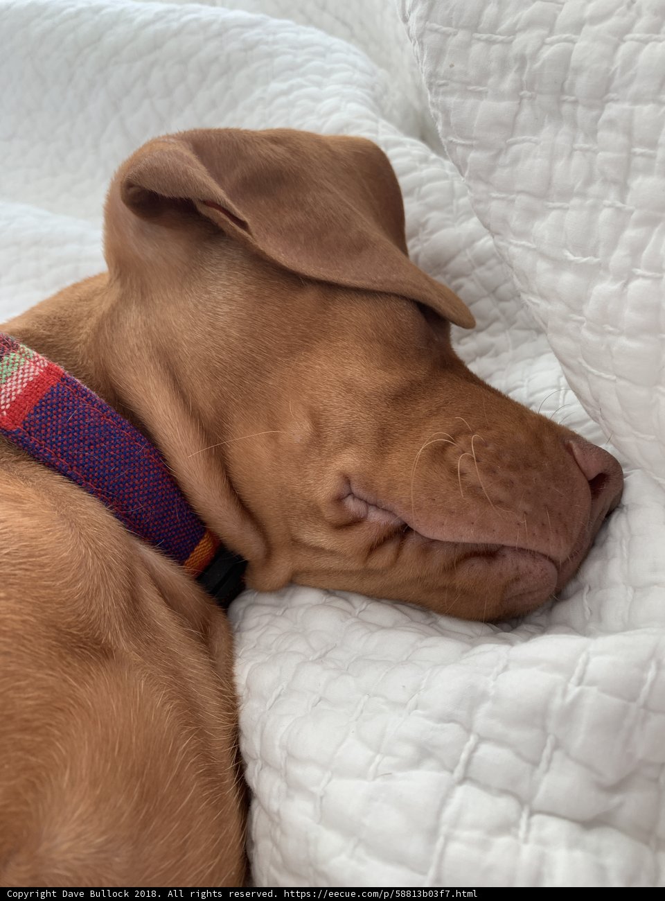 Snoozing Vizsla