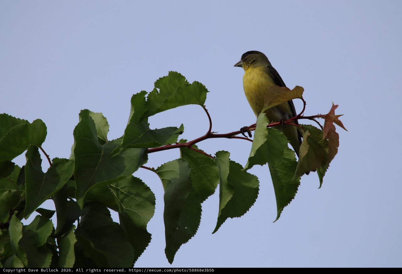 Lesser Goldfinch Perched on Spring Branch at Dusk