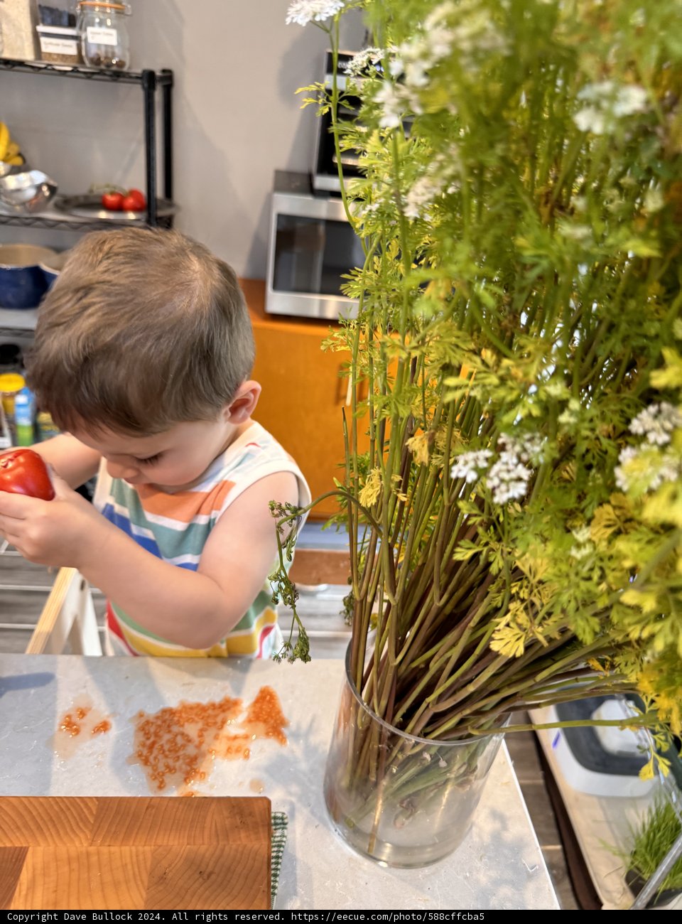 Exploring Nature from the Kitchen