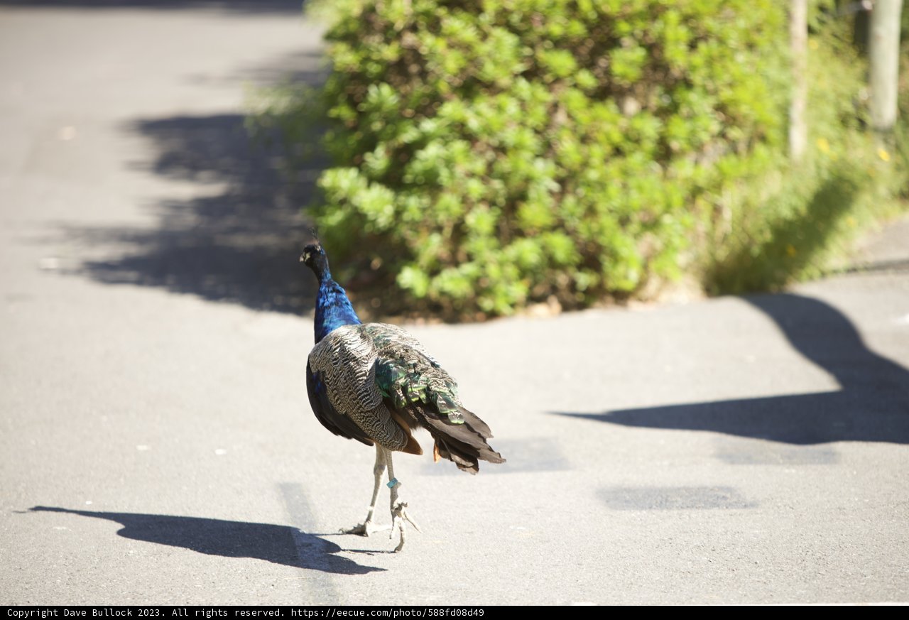 Majestic Struttin' at the SF Zoo
