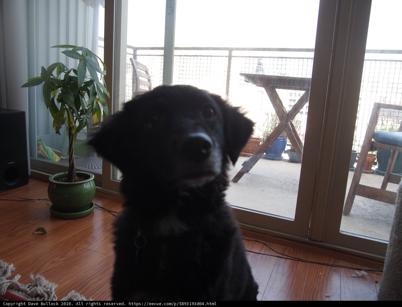 The Watchful Canine