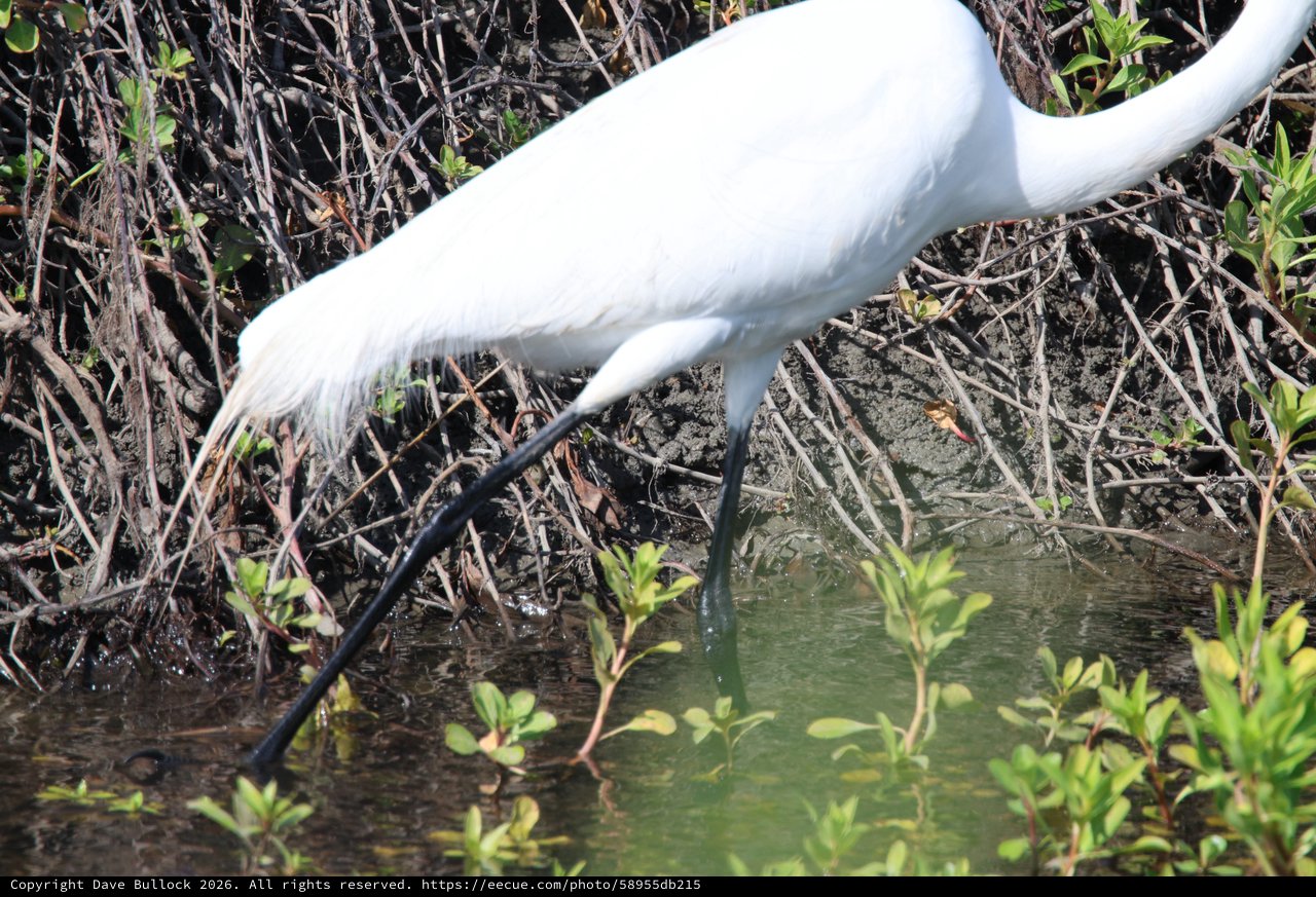 Snowy Egret Hunting in Wetland Shallows
