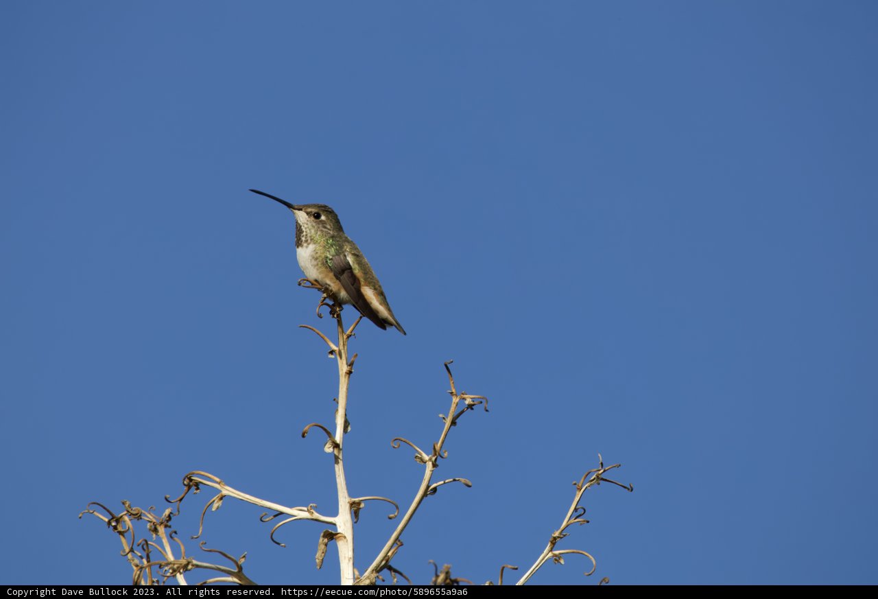 Serene Moments: Hummingbird at Rest